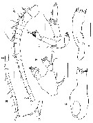 Espce Vensiasa incerta - Planche 2 de figures morphologiques