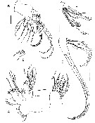 Species Vensiasa incerta - Plate 3 of morphological figures