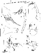 Espèce Vensiasa sp. - Planche 2 de figures morphologiques