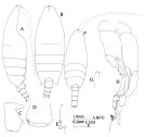 Espèce Undeuchaeta major - Planche 4 de figures morphologiques