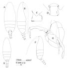 Espèce Undeuchaeta plumosa - Planche 4 de figures morphologiques