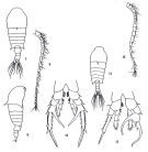 Espèce Centropages dorsispinatus - Planche 1 de figures morphologiques