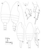 Espèce Valdiviella insignis - Planche 2 de figures morphologiques