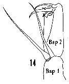Espèce Corycaeus (Agetus) limbatus - Planche 23 de figures morphologiques