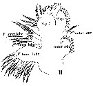 Espèce Bradycalanus typicus - Planche 3 de figures morphologiques