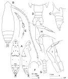 Espèce Eucalanus hyalinus - Planche 2 de figures morphologiques