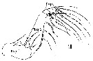 Espèce Valdiviella insignis - Planche 16 de figures morphologiques