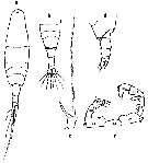 Espèce Acartia (Acartia) negligens - Planche 23 de figures morphologiques