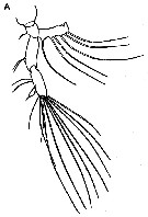 Espèce Neomormonilla minor - Planche 8 de figures morphologiques