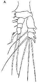 Espèce Neomormonilla minor - Planche 9 de figures morphologiques