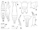 Espèce Pareucalanus sewelli - Planche 1 de figures morphologiques