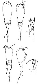 Species Corycaeus (Agetus) typicus - Plate 22 of morphological figures
