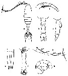 Espèce Pleuromamma gracilis - Planche 32 de figures morphologiques