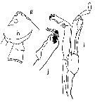 Espèce Scottocalanus terranovae - Planche 3 de figures morphologiques
