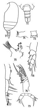 Species Xanthocalanus hispidus - Plate 1 of morphological figures