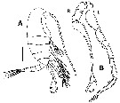 Species Stephos fernandoi - Plate 5 of morphological figures