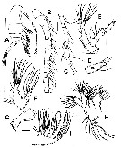 Species Stephos fernandoi - Plate 1 of morphological figures