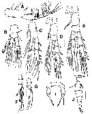 Species Stephos fernandoi - Plate 2 of morphological figures