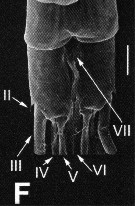 Species Stephos fernandoi - Plate 3 of morphological figures