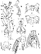 Espèce Monstrilla grandis - Planche 27 de figures morphologiques