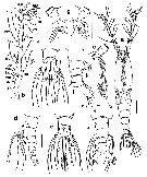 Espèce Monstrilla grandis - Planche 28 de figures morphologiques