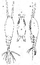 Species Monstrilla grandis - Plate 29 of morphological figures