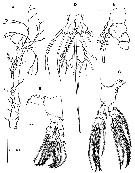Espèce Monstrilla grandis - Planche 30 de figures morphologiques
