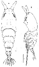 Espèce Caromiobenella hamatapex - Planche 6 de figures morphologiques