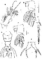Species Caromiobenella hamatapex - Plate 7 of morphological figures