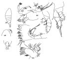 Espèce Pontoptilus robustus - Planche 1 de figures morphologiques