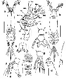 Species Cymbasoma pseudobidentatum - Plate 1 of morphological figures