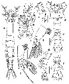 Espce Cymbasoma pseudobidentatum - Planche 2 de figures morphologiques