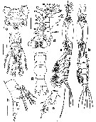 Espce Cymbasoma mediterranea - Planche 1 de figures morphologiques