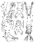 Espèce Monstrilla grandis - Planche 32 de figures morphologiques