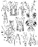 Species Monstrilla grandis - Plate 33 of morphological figures