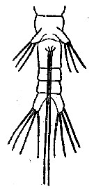 Espèce Monstrilla filogranarum - Planche 1 de figures morphologiques