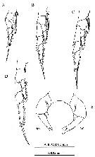 Species Labidocera churaumi - Plate 3 of morphological figures