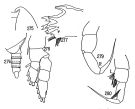 Species Temorites regalis - Plate 1 of morphological figures