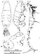 Species Labidocera churaumi - Plate 5 of morphological figures