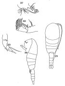 Espèce Nullosetigera mutica - Planche 1 de figures morphologiques