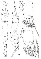Species Monstrillopsis coreensis - Plate 1 of morphological figures