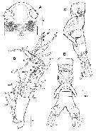 Species Monstrillopsis coreensis - Plate 2 of morphological figures