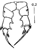 Espèce Pseudodiaptomus malayalus - Planche 3 de figures morphologiques