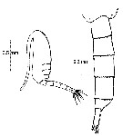 Species Pseudodiaptomus malayalus - Plate 6 of morphological figures