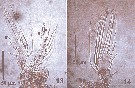 Espèce Lubbockia squillimana - Planche 8 de figures morphologiques