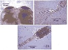 Espèce Farranula gracilis - Planche 15 de figures morphologiques