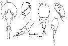 Espèce Corycaeus (Onychocorycaeus) catus - Planche 18 de figures morphologiques