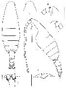 Species Pseudeuchaeta vulgaris - Plate 1 of morphological figures