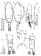 Species Parvocalanus crassirostris - Plate 25 of morphological figures