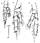 Espèce Parvocalanus crassirostris - Planche 26 de figures morphologiques